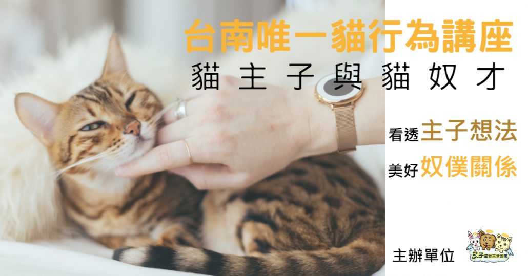 貓行為訓練
